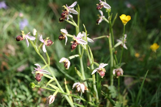 1-orchis scolopax